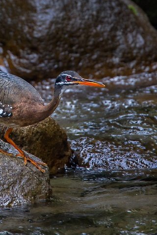 Обои ручей, камень, птица, клюв, цапля, солнечная цапля, stream, stone, bird, beak, heron, solar heron разрешение 1920x1136 Загрузить