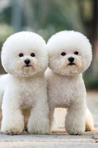 Обои взгляд, пудель, собаки, мордочки, бишон фризе, look, poodle, dogs, faces, bichon frise разрешение 1920x1200 Загрузить