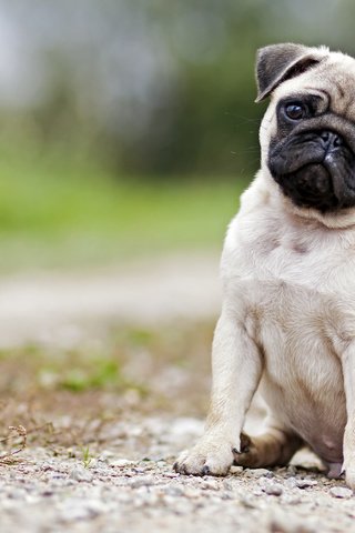 Обои мордочка, взгляд, собака, щенок, мопс, muzzle, look, dog, puppy, pug разрешение 3840x2400 Загрузить