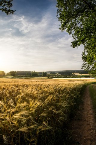 Обои небо, облака, природа, поле, лето, пшеница, следы, the sky, clouds, nature, field, summer, wheat, traces разрешение 3840x2400 Загрузить