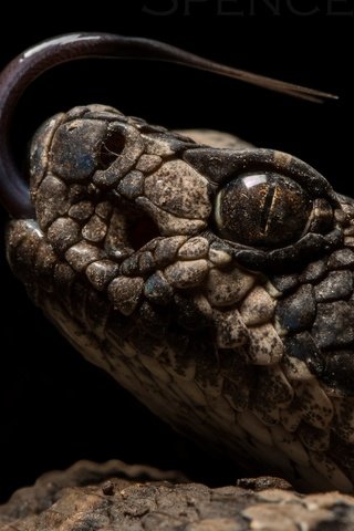 Обои змея, черный фон, рептилия, пресмыкающиеся, snake, black background, reptile, reptiles разрешение 2560x1600 Загрузить