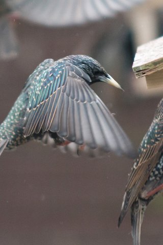 Обои крылья, птицы, клюв, перья, скворец, кормушка, wings, birds, beak, feathers, starling, feeder разрешение 2560x1440 Загрузить