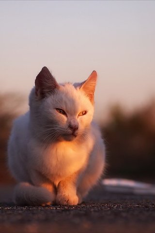 Обои глаза, фон, кот, усы, кошка, взгляд, солнечный свет, eyes, background, cat, mustache, look, sunlight разрешение 1920x1280 Загрузить