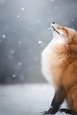 Обои снег, зима, лиса, профиль, лисица, животное, закрытые глаза, snow, winter, fox, profile, animal, closed eyes разрешение 1920x1080 Загрузить