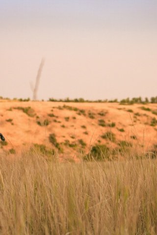 Обои трава, девушка, пейзаж, блондинка, поле, джинсовые шорты, grass, girl, landscape, blonde, field, denim shorts разрешение 2048x1365 Загрузить