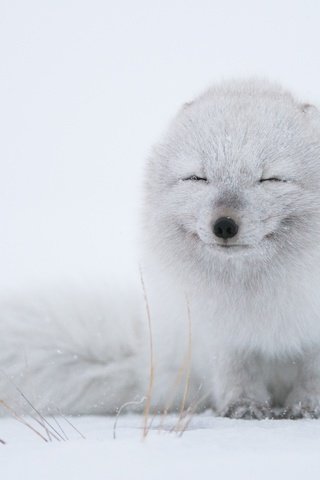 Обои снег, зима, хищник, песец, полярная лисица, арктическая лиса, snow, winter, predator, fox, polar fox, arctic fox разрешение 2500x1664 Загрузить