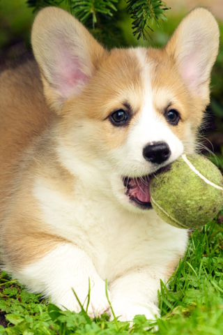 Обои трава, собака, щенок, язык, мячик, вельш-корги, пемброк, grass, dog, puppy, language, the ball, welsh corgi, pembroke разрешение 1920x1080 Загрузить