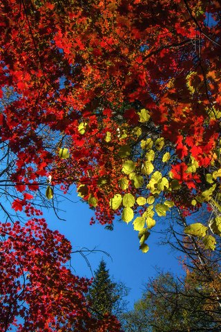 Обои небо, деревья, природа, лес, листья, осень, vitaly berkov, the sky, trees, nature, forest, leaves, autumn разрешение 1920x1200 Загрузить