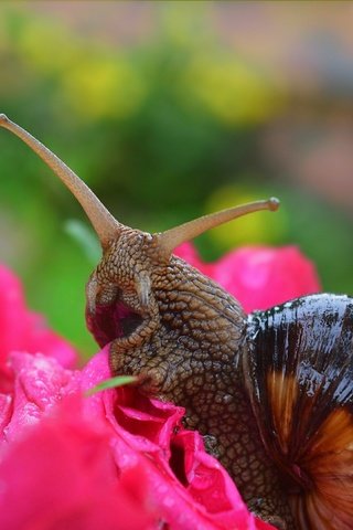 Обои цветы, макро, розы, улитка,  , flowers, macro, roses, snail разрешение 3004x1901 Загрузить