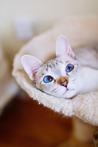 Обои кот, кошка, взгляд, комната, голубые глаза, уют, cat, look, room, blue eyes, comfort разрешение 2048x1152 Загрузить