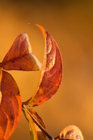 Обои ветка, природа, листья, осень, branch, nature, leaves, autumn разрешение 2048x1365 Загрузить