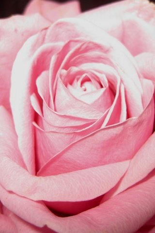 Обои цветение, цветок, роза, лепестки, розовый, flowering, flower, rose, petals, pink разрешение 3264x2448 Загрузить