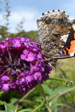Обои насекомое, цветок, бабочка, крылья, адмирал, будлея, insect, flower, butterfly, wings, admiral разрешение 2816x2112 Загрузить