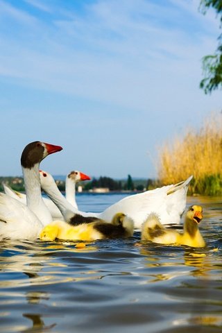 Обои вода, голубое небо, водоем, гусята, птицы, пруд, утята, утки, гусь, птенцы, гуси, geese, water, blue sky, pond, the goslings, birds, ducklings, duck, goose, chicks разрешение 2048x1152 Загрузить