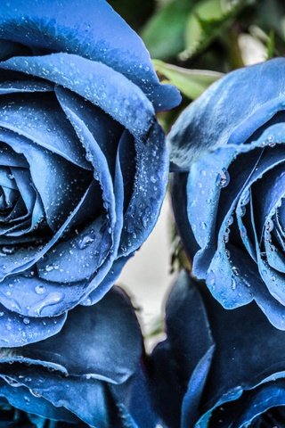 Обои цветы, отражение, розы, капли воды, голубые цветы, flowers, reflection, roses, water drops, blue flowers разрешение 2560x1702 Загрузить