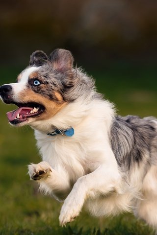 Обои собака, друг, австралийская овчарка, dog, each, australian shepherd разрешение 2048x1365 Загрузить