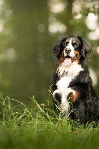 Обои морда, трава, взгляд, собака, язык, бернский зенненхунд, face, grass, look, dog, language, bernese mountain dog разрешение 2048x1326 Загрузить