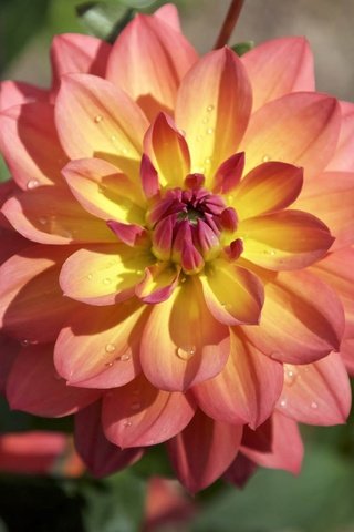 Обои цветы, лепестки, георгины, flowers, petals, dahlias разрешение 2048x1152 Загрузить