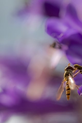 Обои фон, цветок, крылья, размытость, оса, жало, background, flower, wings, blur, osa, sting разрешение 2072x1080 Загрузить