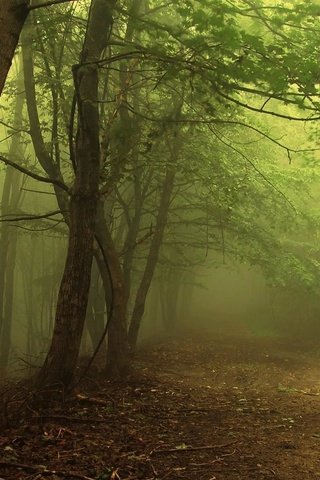 Обои свет, деревья, лес, туман, дорожка, ветки, дымка, чаща, light, trees, forest, fog, track, branches, haze, thicket разрешение 1920x1080 Загрузить