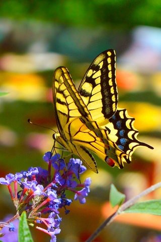 Обои цветы, макро, насекомое, бабочка, крылья, размытость, весна, махаон, flowers, macro, insect, butterfly, wings, blur, spring, swallowtail разрешение 3002x1862 Загрузить