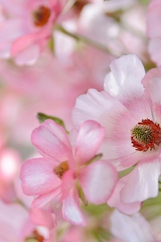 Обои цветы, лепестки, розовые, нежность, flowers, petals, pink, tenderness разрешение 2048x1422 Загрузить