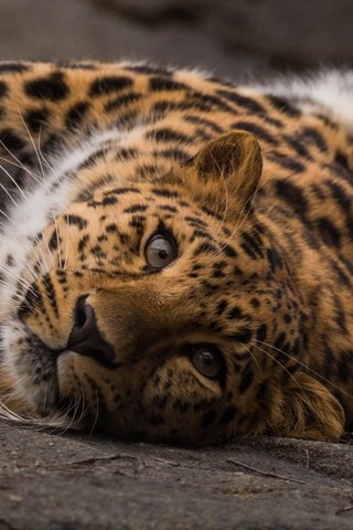 Обои морда, взгляд, леопард, хищник, вгляд, дикая кошка, face, look, leopard, predator, peer, wild cat разрешение 5472x3049 Загрузить