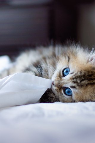 Обои животные, котенок, пушистый, одеяло, голубоглазый, игривый, animals, kitty, fluffy, blanket, blue-eyed, playful разрешение 2048x1488 Загрузить