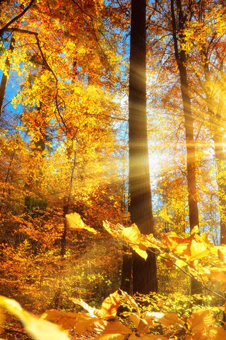 Обои деревья, солнце, природа, лес, листья, стволы, осень, smileus, trees, the sun, nature, forest, leaves, trunks, autumn разрешение 3840x2400 Загрузить
