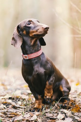 Обои природа, листья, взгляд, осень, собака, такса, nature, leaves, look, autumn, dog, dachshund разрешение 2048x1182 Загрузить