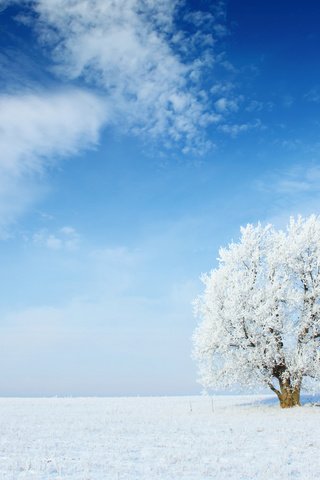 Обои небо, облака, снег, природа, дерево, зима, пейзаж, иней, the sky, clouds, snow, nature, tree, winter, landscape, frost разрешение 2880x1800 Загрузить