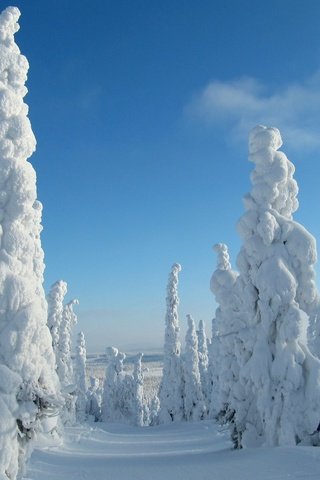 Обои небо, деревья, снег, природа, лес, зима, the sky, trees, snow, nature, forest, winter разрешение 3840x2400 Загрузить