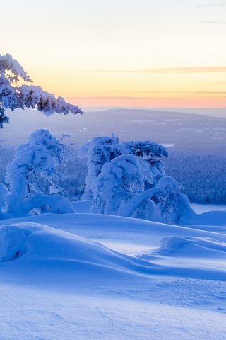 Обои небо, деревья, снег, природа, лес, зима, the sky, trees, snow, nature, forest, winter разрешение 2560x1600 Загрузить