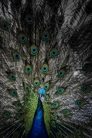 Обои птица, клюв, павлин, перья, хвост, bird, beak, peacock, feathers, tail разрешение 2560x1440 Загрузить