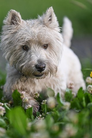 Обои цветы, трава, природа, клевер, собака, животное, пес, вест-хайленд-уайт-терьер, pamela buehler, flowers, grass, nature, clover, dog, animal, the west highland white terrier разрешение 4640x3478 Загрузить