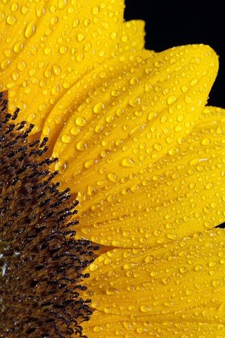 Обои макро, цветок, роса, капли, лепестки, подсолнух, черный фон, macro, flower, rosa, drops, petals, sunflower, black background разрешение 3000x2000 Загрузить