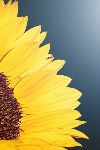 Обои макро, цветок, лепестки, подсолнух, macro, flower, petals, sunflower разрешение 3840x2400 Загрузить