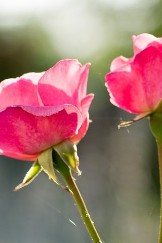 Обои цветы, бутоны, розы, лепестки, стебли, боке, розовые розы, flowers, buds, roses, petals, stems, bokeh, pink roses разрешение 2136x1424 Загрузить