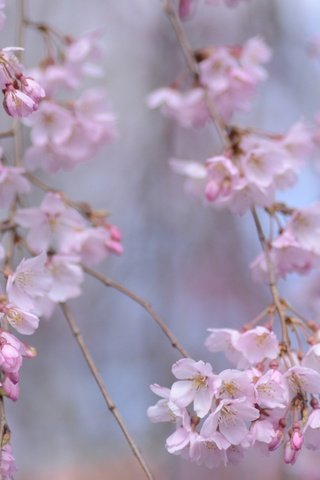 Обои цветение, ветки, весна, сакура, боке, flowering, branches, spring, sakura, bokeh разрешение 2048x1418 Загрузить