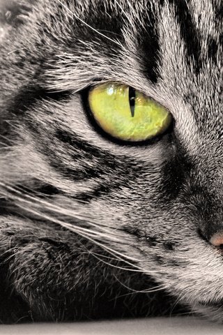 Обои глаза, кот, мордочка, усы, кошка, eyes, cat, muzzle, mustache разрешение 1920x1080 Загрузить