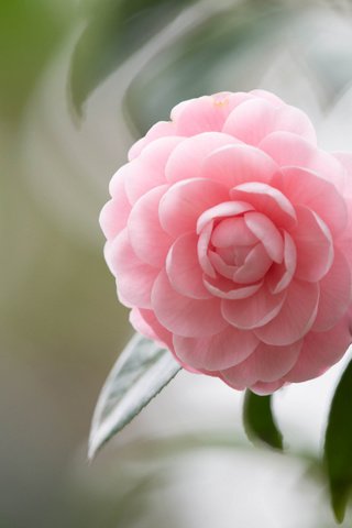 Обои розовая ветка, боке амелия, pink branch, bokeh amelia разрешение 1920x1200 Загрузить