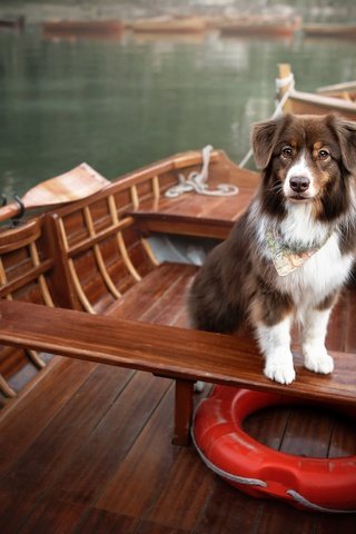 Обои озеро, лодки, собака, спасательный круг, lake, boats, dog, lifeline разрешение 2048x1365 Загрузить