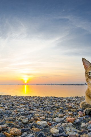 Обои камни, закат, пляж, кот, кошка, stones, sunset, beach, cat разрешение 3840x2160 Загрузить