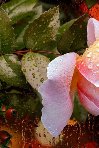 Обои цветы, огни, макро, роса, капли, роза, ягоды, flowers, lights, macro, rosa, drops, rose, berries разрешение 2112x1188 Загрузить