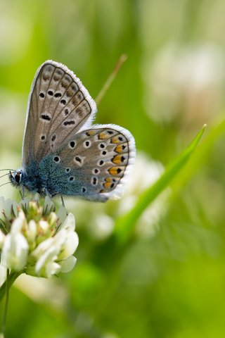 Обои природа, макро, бабочка, насекомые, боке, крупным планом, голубянка, nature, macro, butterfly, insects, bokeh, closeup, blue разрешение 2304x1536 Загрузить