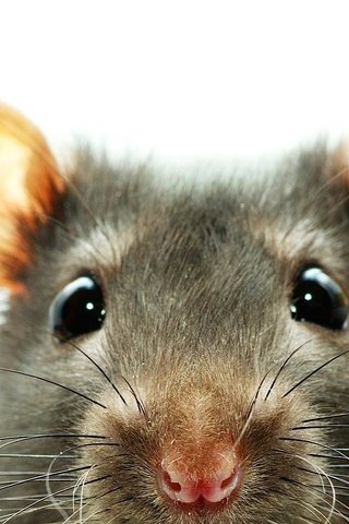 Обои глаза, уши, крыса, грызун, eyes, ears, rat, rodent разрешение 1920x1080 Загрузить
