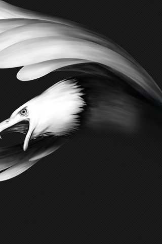 Обои рисунок, полет, чёрно-белое, крылья, орел, птица, клюв, figure, flight, black and white, wings, eagle, bird, beak разрешение 1920x1080 Загрузить