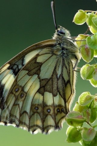 Обои насекомое, фон, бабочка, крылья, галатея, пестроглазка галатея, insect, background, butterfly, wings, galatea разрешение 1920x1080 Загрузить