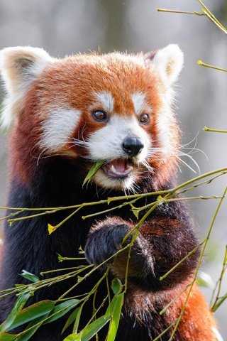 Обои листья, малая панда, мордочка, ветки, взгляд, панда, бамбук, животное, красная панда, leaves, muzzle, branches, look, panda, bamboo, animal, red panda разрешение 6000x4000 Загрузить