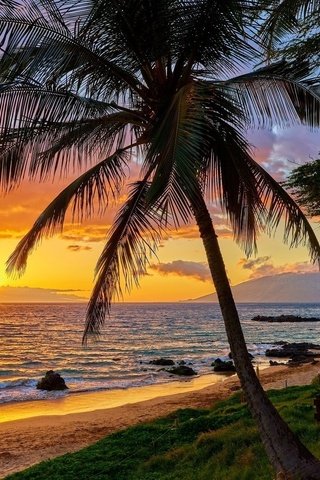 Обои небо, океан, облака, пальма, природа, отдых, гавайи, закат, пейзаж, море, горизонт, лето, the sky, the ocean, clouds, palma, stay, nature, hawaii, sunset, landscape, sea, horizon, summer разрешение 2048x1152 Загрузить
